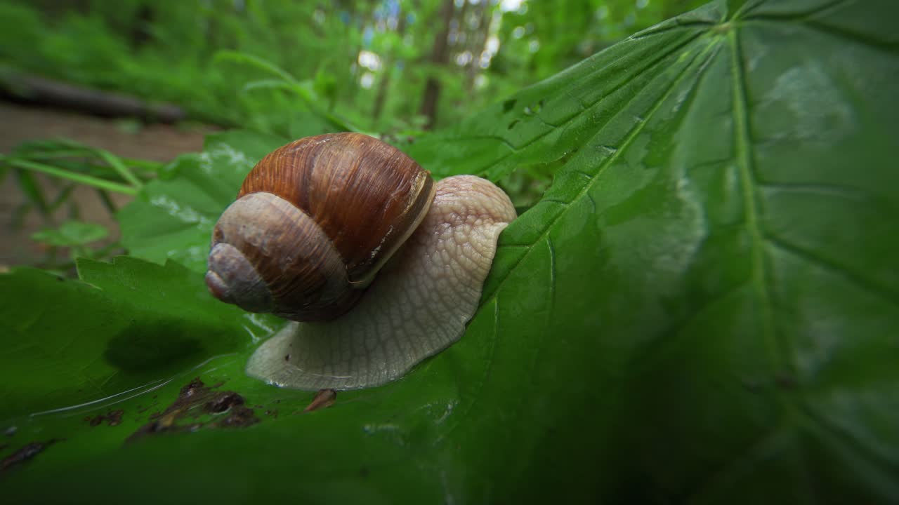 un video de primer plano de un pequeño caracol arrastrándose por el suelo del bosque después de la lluvia