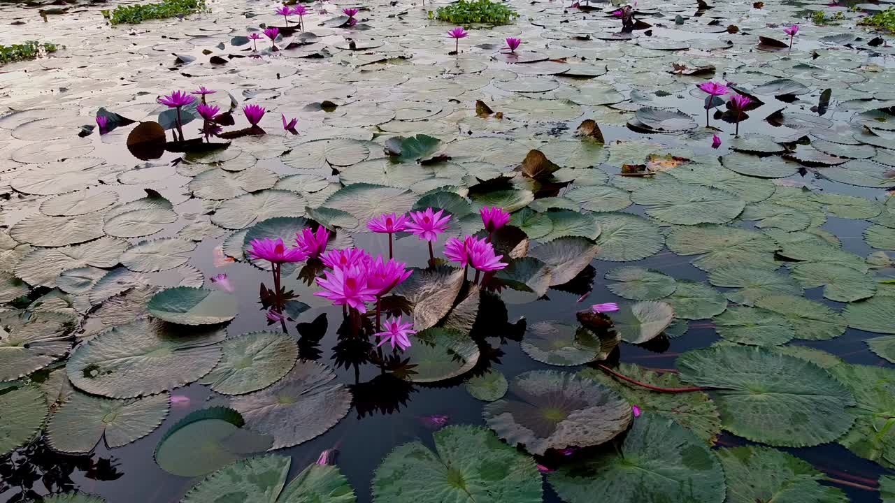 뒷바다, 넓게 펼쳐진 수풀, 연못, 강, 바다, 수풀이 꽃을 피우고, 아름다운 공중 촬영, 그룹, 꽃,, 꼭대기