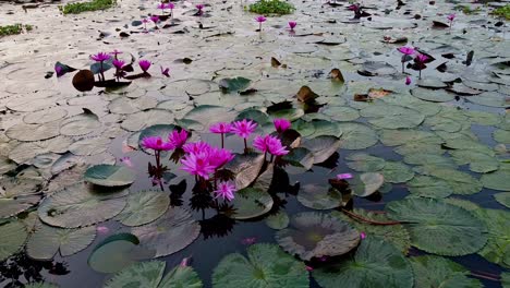 backwaters, water lily standing wide open, pond river sea, water lily blooming, beautiful aerial shot, group, blossom , field, top