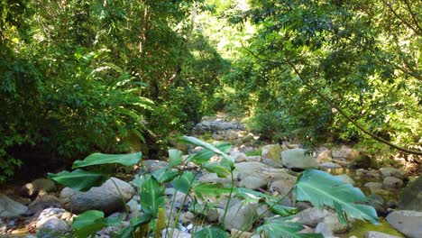 water is observed flowing through rocks through a tropical rainforest landscape