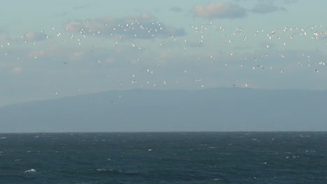 gran colonia de gaviotas volando sobre la bahía de monterey