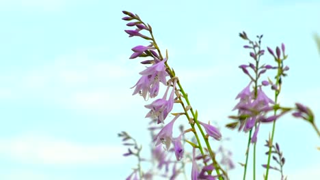 Hermosas-Flores-De-Hosta-Púrpura-Meciéndose-Con-El-Viento-Bajo-El-Sol-De-Verano-Contra-Un-Cielo-Azul-Brillante,-Wisconsin