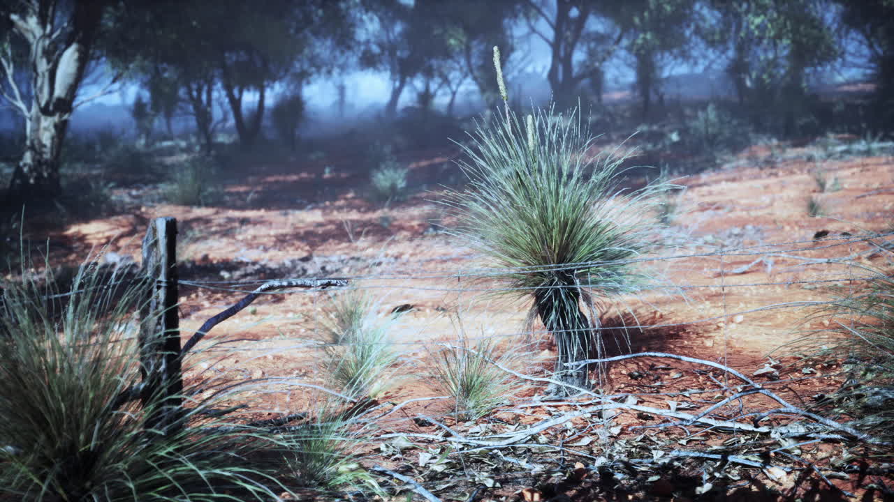 안개가 가득한 오스트레일리아 외의 풍경