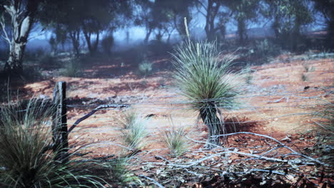 paisaje nebuloso del interior de australia