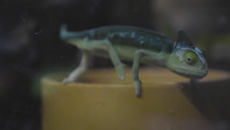 a veiled chameleon in its terrarium walking on its water bowl