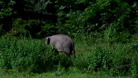 The-Asiatic-Elephants-are-endangered-species-and-they-are-also-residents-of-Thailand