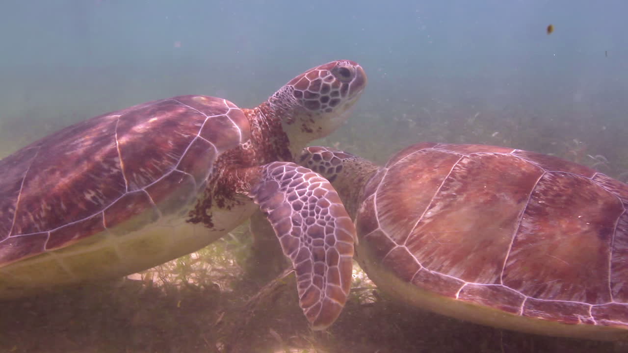 tortuga cabeza de león bajo el agua