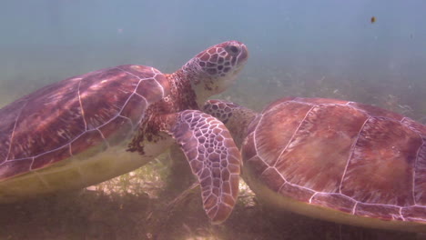 Unechte-Karettschildkröte-Unter-Wasser