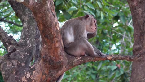 solitary macaque monkey sat in a tree looking sad and lonely