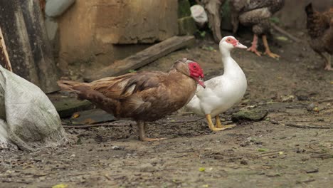 domestic white and brown duck and rooster walk on the ground. background of old farm. search of food