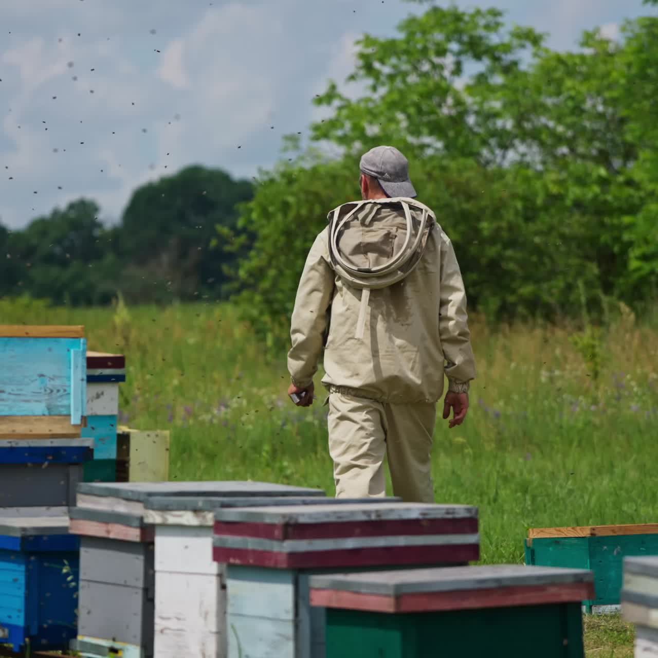 Swarm of bees flying over the bee hives. Bee keeper going away from the bee hives surrounded by insects. Sunny day on organic bee farm