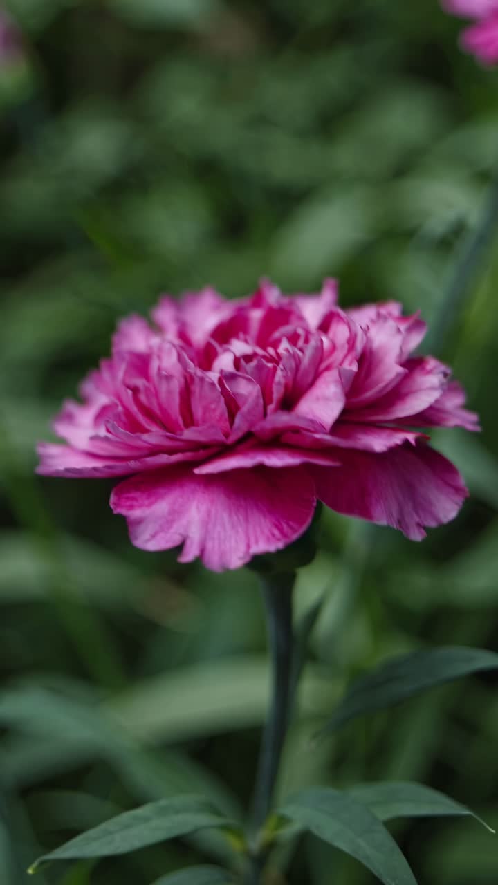 Close-up video of a vibrant pink peony against a blurred green background, captured from a side