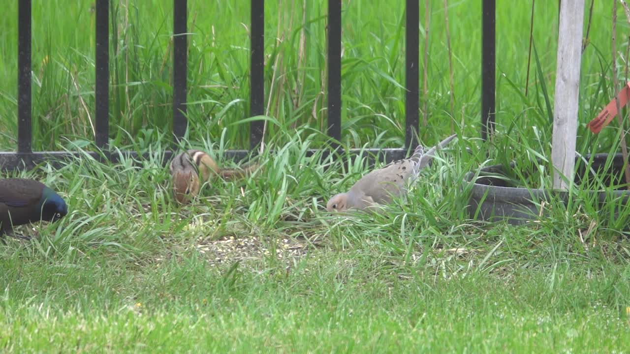 Birds take food in company of chipmunk