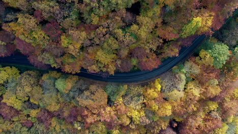 Camino-A-Través-Del-Bosque-En-Otoño