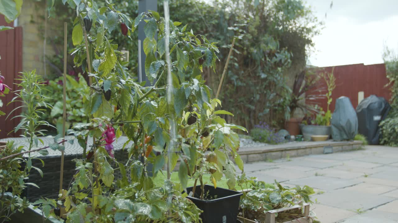 riego de chile en el jardín