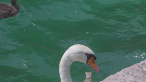 Cámara-Lenta-De-Un-Cisne-Y-Un-Pajarito-Con-Agua-Azul-Turquesa-En-El-Lago-Garda-En-Riva-Del-Garda,-Una-Pequeña-Ciudad-En-La-Región-De-Trentino-En-El-Norte-De-Italia