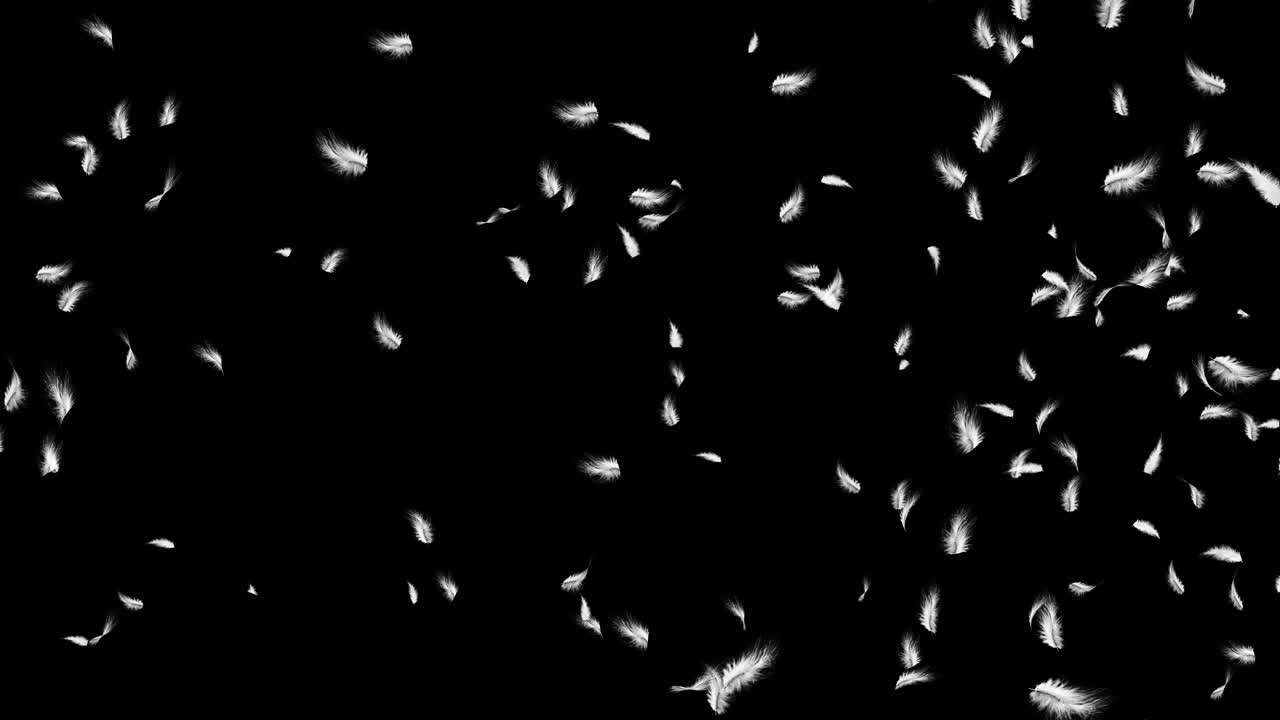 Down feathers falling slowly flying birds in air with white feathers on a black background promo