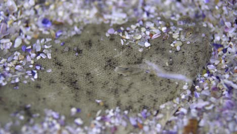 Still-shot-of-a-sole-fish-hiding-under-sand-and-shells