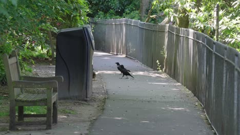 footpath, bench and rubbish bin with various animals using the walkway