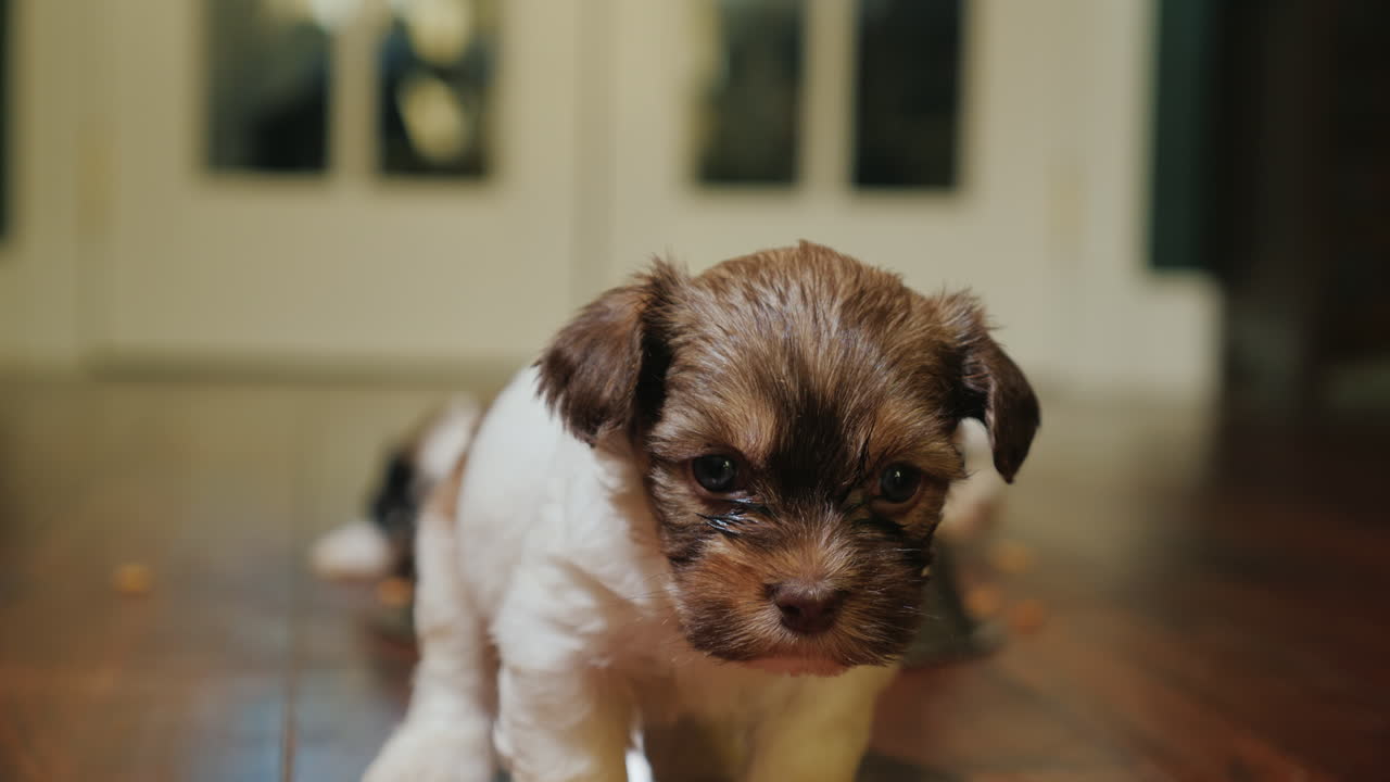 смешной щенок пытается заглянуть в объектив камеры смешное видео с домашними животными