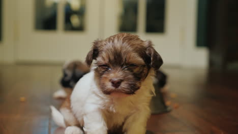 un cachorro divertido intenta mirar a la lente de la cámara video divertido con mascotas