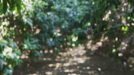 Rack-focus-shot-from-a-long-pathway-between-the-trees-to-a-shot-of-an-Orb-Weaver-spider-perched-in-its-web-waiting-for-its-next-meal