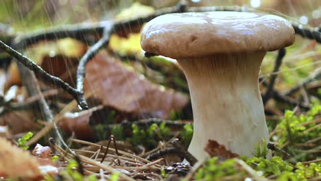 mushroom boletus in a sunny forest in the rain.