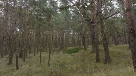 aerial view of wild pine forest, green moss and heather under the trees, overcast day, light snow falling, nordic woodland, baltic sea coast, mystic concept, slow drone dolly shot moving forward low