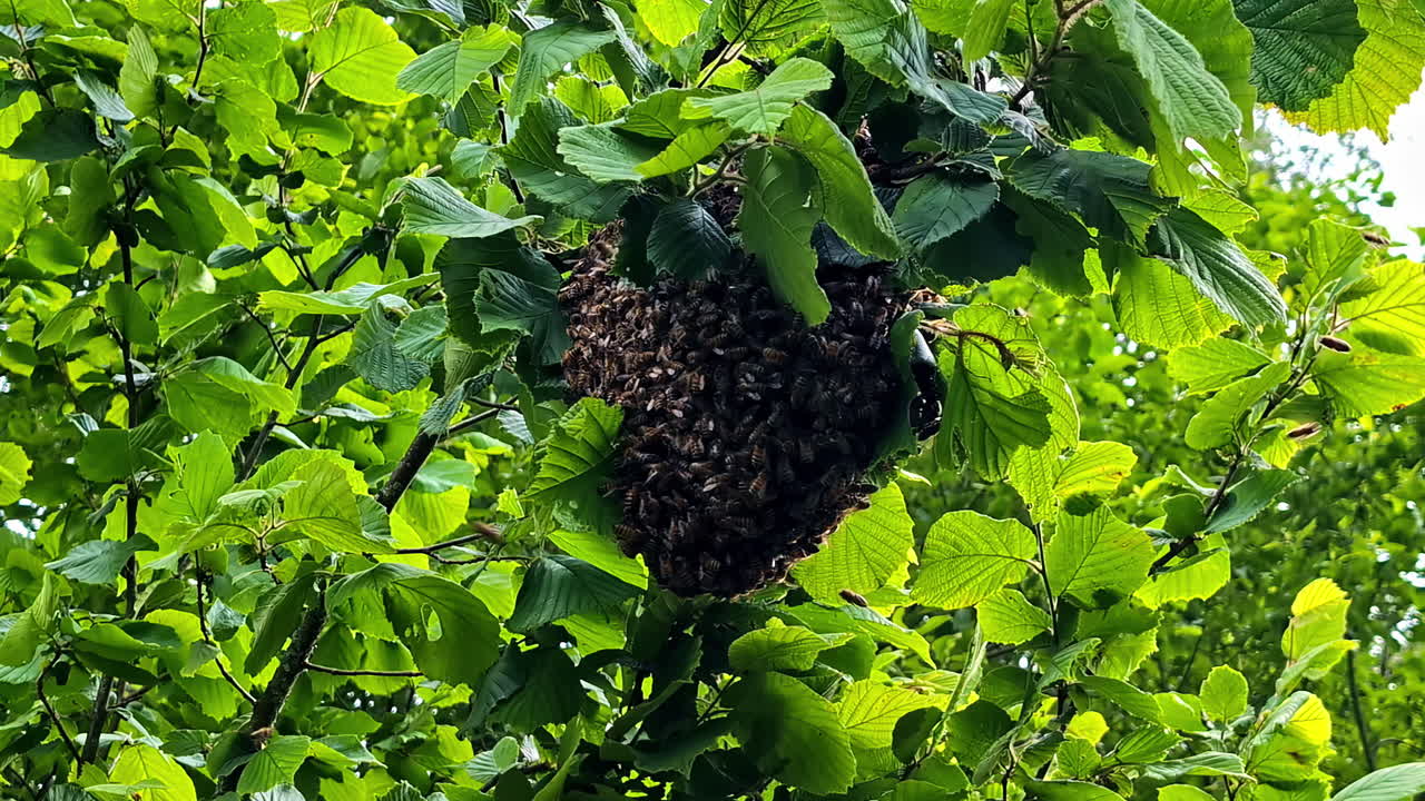 Thousands of wild honeybees form a massive swarm, clustering together on a branch of a leafy green tree, creating a new colony in their natural habitat in Latvia