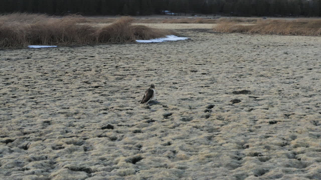 tiro de órbita de seguimiento de majestuoso raptor descansando en el lago de lecho seco del lago marshall después del verano caluroso