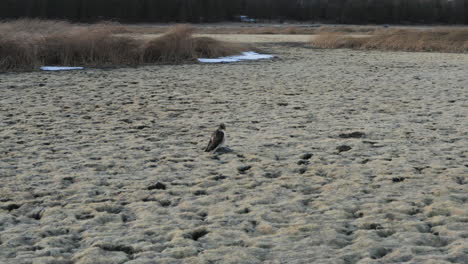 Tracking-orbit-shot-of-majestic-Raptor-resting-in-dry-bed-lake-of-Marshall-Lake-after-hot-summer