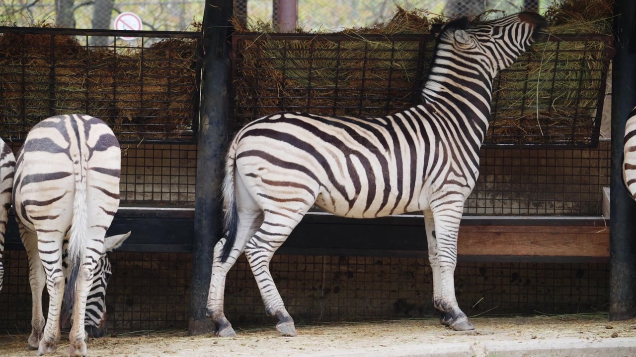 Zebre si nutrono da una mangiatoia piena di fieno, mostrando un comportamento alimentare naturale e dettagliati motivi a strisce