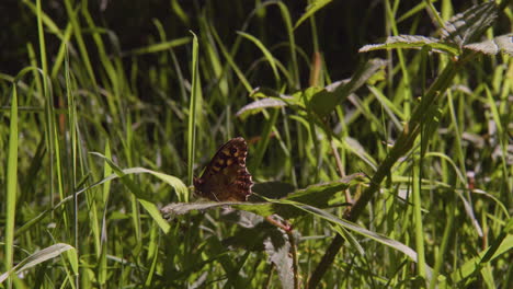 Speckled-Wood-Butterfly-Resting-on-Green-Leaf-Amongst-Tall-Grassy-Background-on-Sunny-Day,-Close-Up