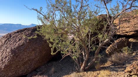 tree growing on mountain surrounded by rock in the mohave desert