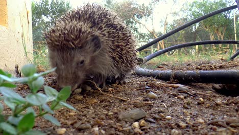 A-hedgehog-eating-a-little-piece-of-bread