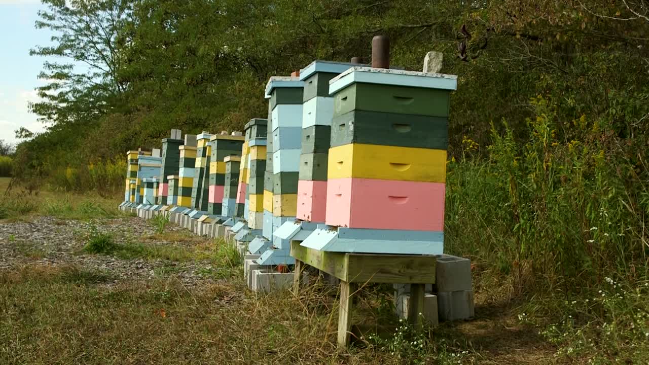 colmenas de colores en el centro de conservación gywnne en el centro agrícola molly caren en ohio