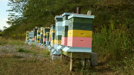 Colorful-beehives-at-the-Gywnne-Conservation-center-at-the-Molly-Caren-Agricultural-Center-in-Ohio