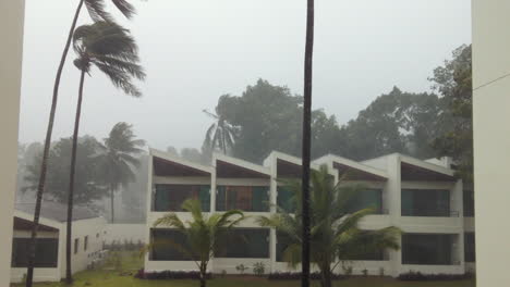 typhoon in the gulf of thailand blowing the palm trees with heavy rain