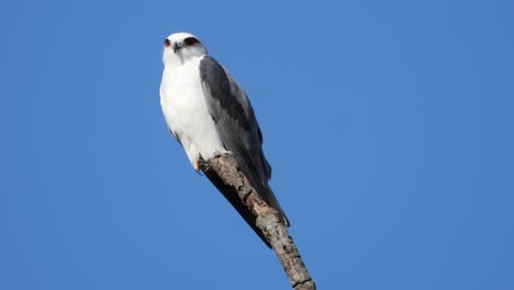 black-shouldered kite in tree waiting for pray