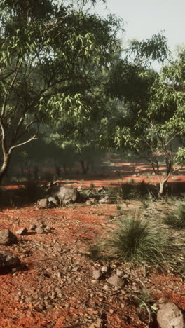 tranquil australian bush