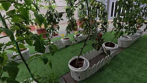 tomato plants grow in pots, climbing support stakes. these well-tended plants serve as both produce and decorative elements, showcasing healthy growth.