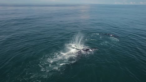 Ballena-Madre-Y-Bebé-Jugando-Costa-Rica-Paseo-En-Barco-Océano