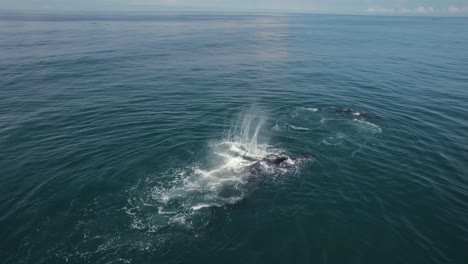 madre y bebé ballena jugando costa rica viaje en barco océano