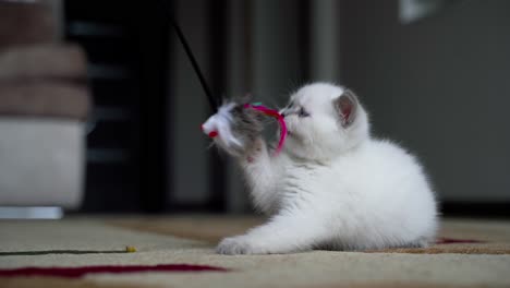 playful funny kitten at home. cute small white cat playing with toy