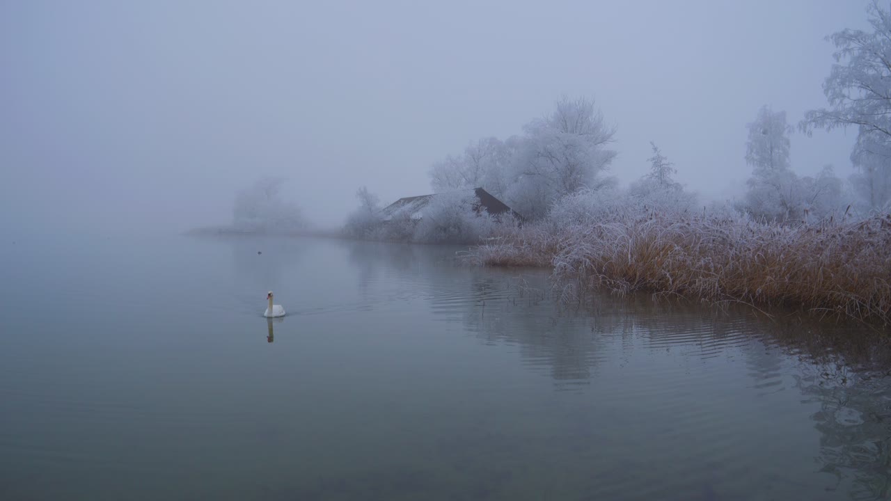 It is winter and the trees are frozen and everything is white. There is thick fog at the lake and makes it mystical. A lone swan swims on calm water and disappears from the picture. Winter wonderland