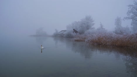 it is winter and the trees are frozen and everything is white. there is thick fog at the lake and makes it mystical. a lone swan swims on calm water and disappears from the picture. winter wonderland