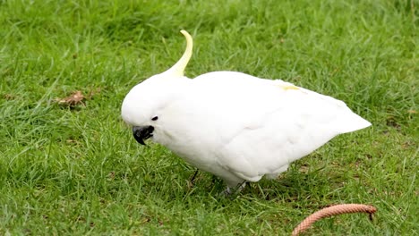 a cockatoo searching for food on grass