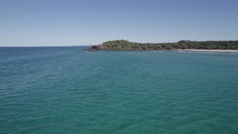 bottlenose dolphins swiming in the coast of fingal head in new south wales, australia