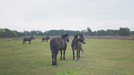 Amigables-Ponis-Salvajes-Pasivos-De-Brezales,-Sendero-De-Reserva-Natural-Knettishall,-Suffolk