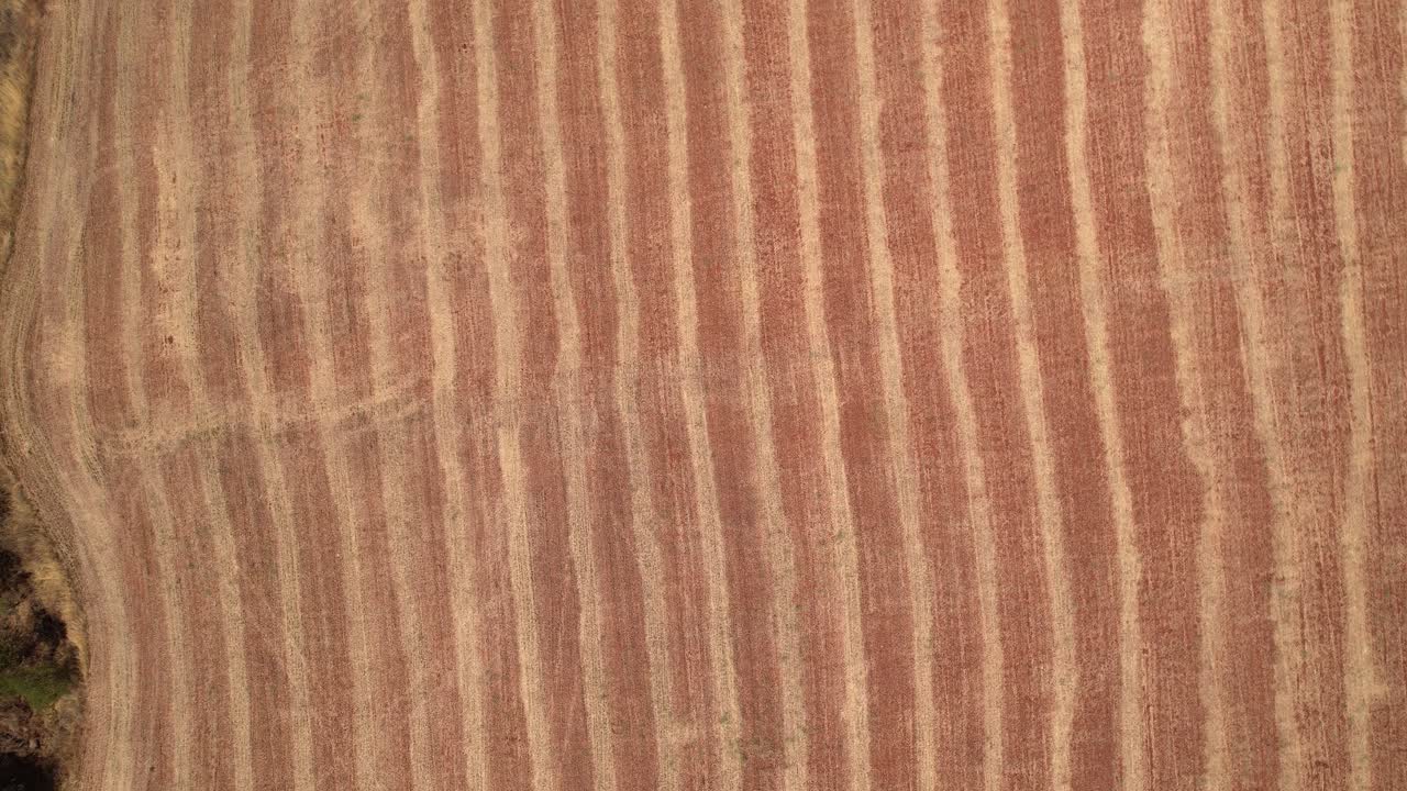 Agricultural fields after the cereal harvest. Straw remains on the ground before being collected and baled. Aerial view. Agricultural work. Spain